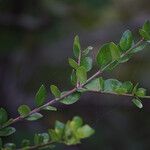 Randia aculeata Leaf