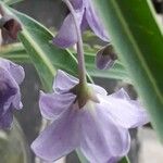 Solanum glaucophyllum Blüte