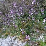 Hesperis laciniata 形態