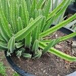 Stapelia gigantea Blad