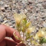 Mentzelia involucrata Flower