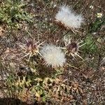 Silybum eburneum Hábito