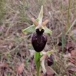 Ophrys passionis Flower