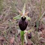 Ophrys passionis Çiçek