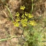 Foeniculum vulgareЦвят