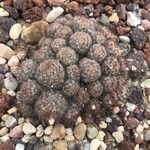 Mammillaria prolifera Fuelha