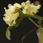 Rhododendron trichocladum Flower