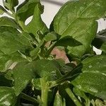 Chenopodium bonus-henricus Leaf