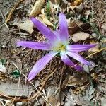 Colchicum montanumFlor