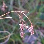 Luzula alpinopilosa Fruto