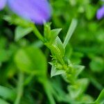 Triodanis perfoliata Blatt