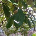 Lithocarpus edulis ᱥᱟᱠᱟᱢ