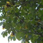 Markhamia tomentosa Habitus