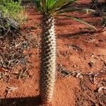 Pachypodium geayi Συνήθη χαρακτηριστικά