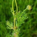 Tripleurospermum inodorum Blatt