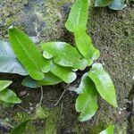 Asplenium sagittatum Bark