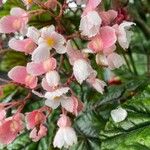 Begonia incarnata 花