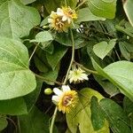 Passiflora holosericea Flower