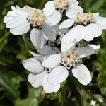 Achillea clavennae花