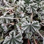 Malva sylvestris Blatt