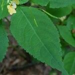 Impatiens parvifloraBlatt