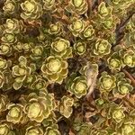 Aeonium spathulatum Levél