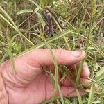 Crotalaria lanceolata Frunză