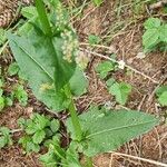 Rumex arifolius Bark