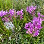 Polygala nicaeensis Fula