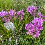 Polygala nicaeensis Цветок