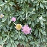 Lomelosia cretica Flower