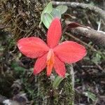 Cattleya wittigiana ᱵᱟᱦᱟ