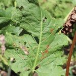 Rumex cristatus Leaf