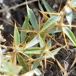 Chuquiraga oppositifolia Leaf