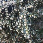 Osmanthus delavayi Virág