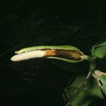 Philodendron rudgeanum Фрукт