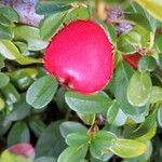 Cotoneaster dammeri Frucht