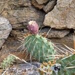 Opuntia phaeacantha Froito