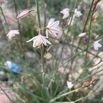 Asphodelus tenuifoliusFlower