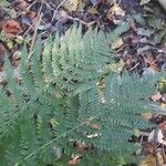 Dryopteris expansa Leaf