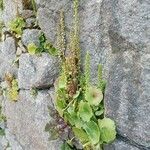 Umbilicus erectus 葉