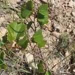 Vitis rupestris Leaf