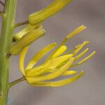 Stanleya pinnata Flor