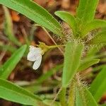 Justicia calyculata Lapas