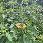 Leonotis nepetifolia Žiedas