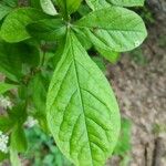 Pourthiaea villosa Leaf