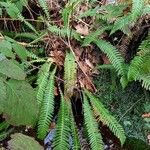 Blechnum spicant Hostoa