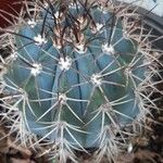 Melocactus azureus Φύλλο