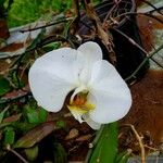 Phalaenopsis amabilis Çiçek