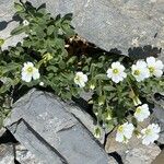 Cerastium latifolium 花